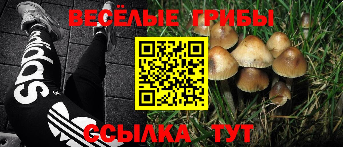 Галлюциногенные грибы прущие грибы Балтийск